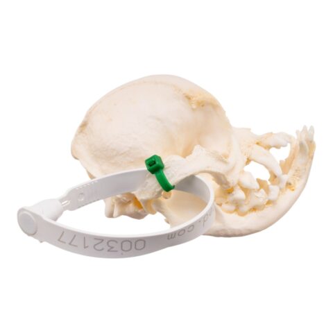 Real Domestic Dog - Pug Skull - Pathology