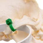 Real Domestic Dog – Pug Skull – Pathology