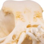 Real Domestic Dog – Pug Skull – Pathology