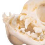 Real Domestic Dog – Pug Skull – Pathology