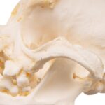 Real Domestic Dog – Pug Skull – Pathology