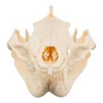 Real American Opossum Skull – Pathology