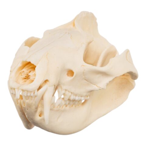 Real American Opossum Skull - Pathology - 56 g
