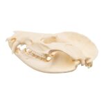 Real American Opossum Skull – Pathology