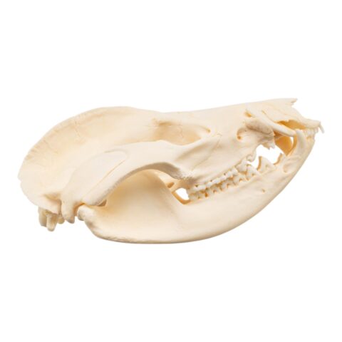 Real American Opossum Skull - Pathology