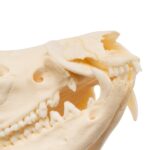 Real American Opossum Skull – Pathology