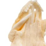 Real American Opossum Skull – Pathology