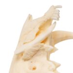 Real American Opossum Skull – Pathology