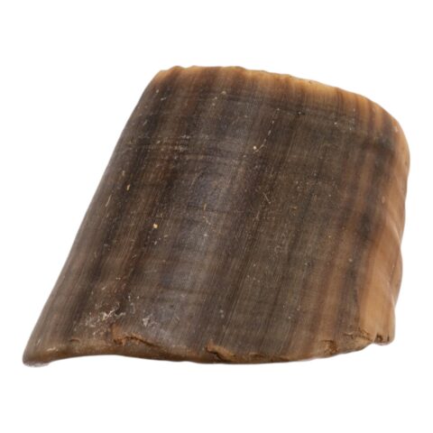 Real Horse Hoof - 56 g