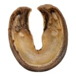 Real Horse Hoof – 56 g