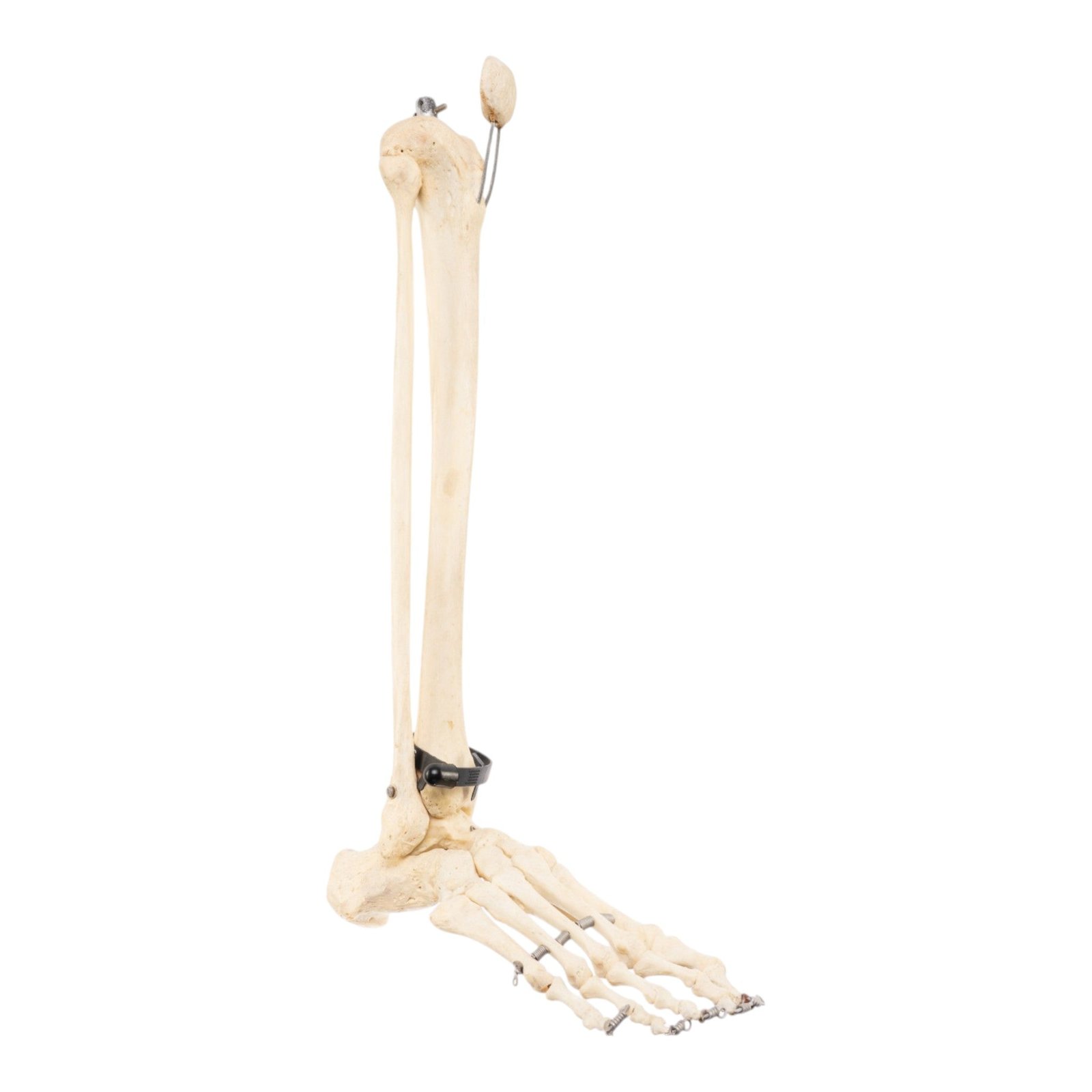 Real Articulated Human Right Leg