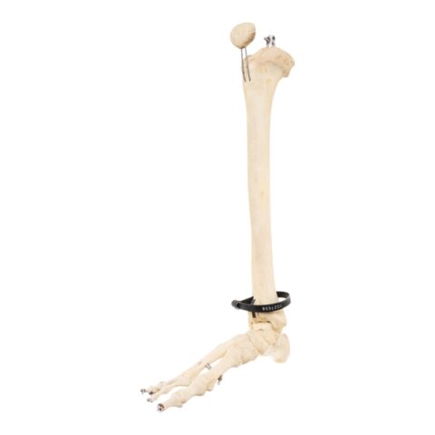 Real Articulated Human Right Leg