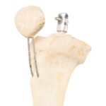 Real Articulated Human Right Leg