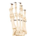 Real Articulated Human Right Leg