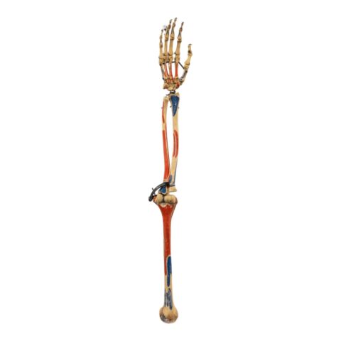 Real Articulated Human Right Arm - Painted