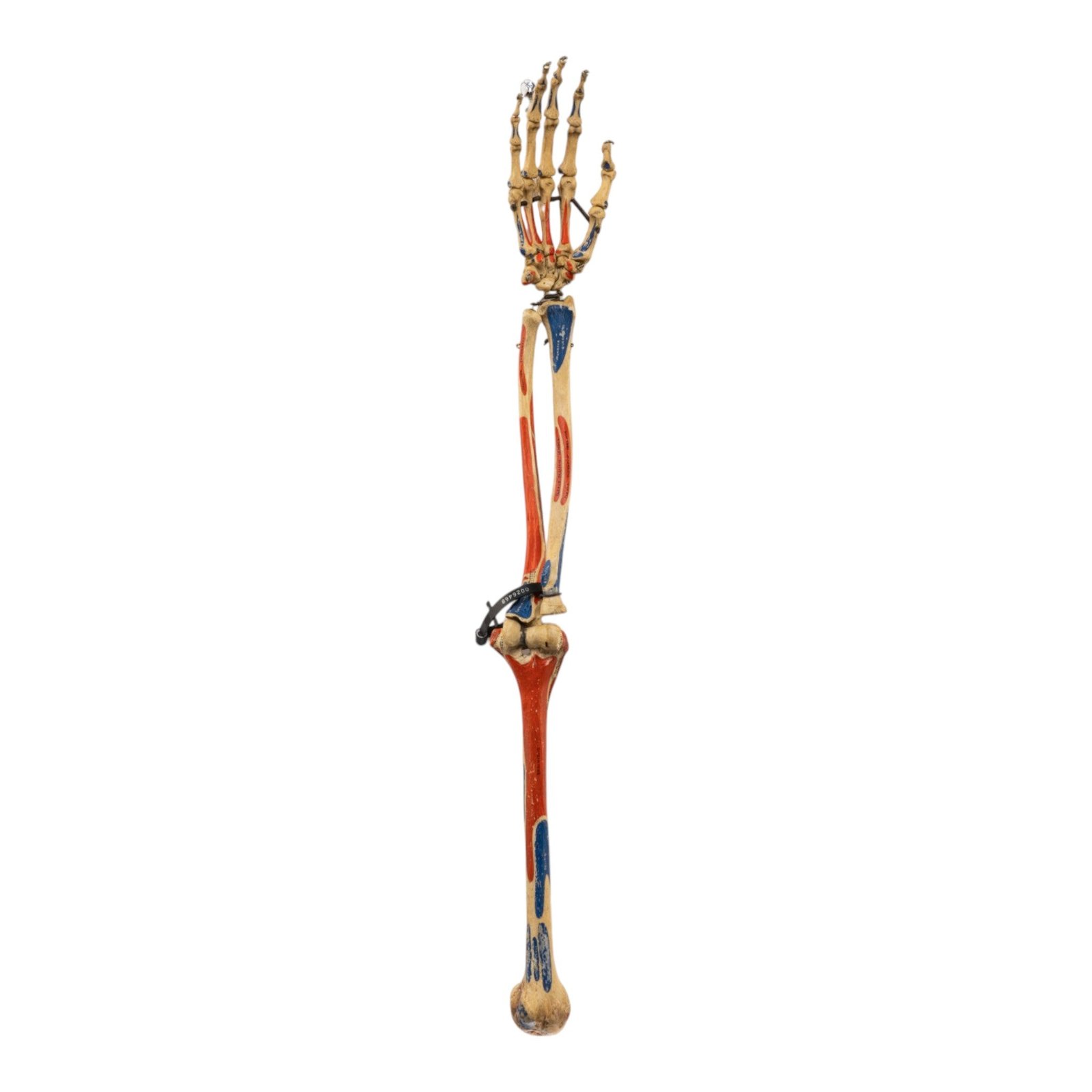 Real Articulated Human Right Arm - Painted
