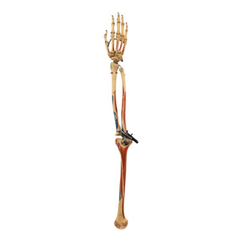 Real Articulated Human Right Arm - Painted