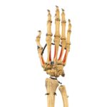 Real Articulated Human Right Arm – Painted