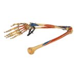Real Articulated Human Right Arm – Painted