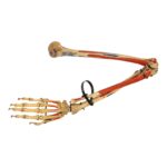 Real Articulated Human Right Arm – Painted