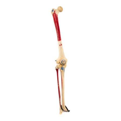 Real Human Right Leg - Painted
