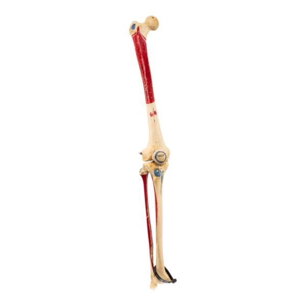 Real Human Right Leg – Painted