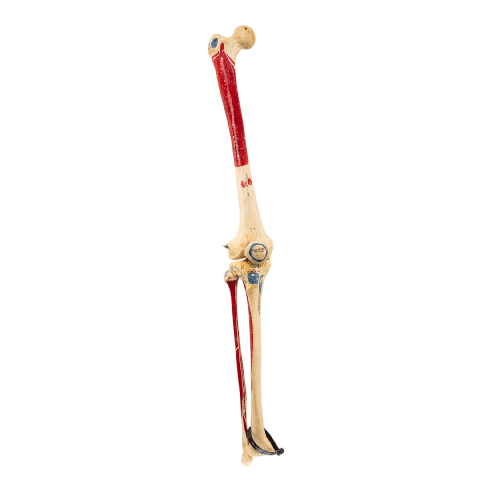 Real Human Right Leg - Painted