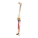 Real Human Right Leg – Painted