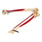 Real Human Right Leg – Painted
