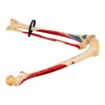 Real Human Right Leg – Painted