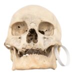 Real Human Skull – 792 g