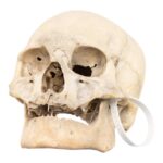 Real Human Skull – 792 g