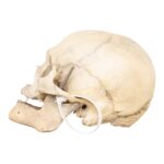 Real Human Skull – 792 g