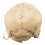 Real Human Skull – 792 g