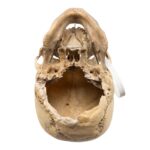 Real Human Skull – 792 g