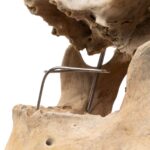Real Human Skull – 792 g