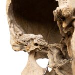 Real Human Skull – 792 g