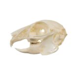 Real Desert Cottontail Rabbit Skull