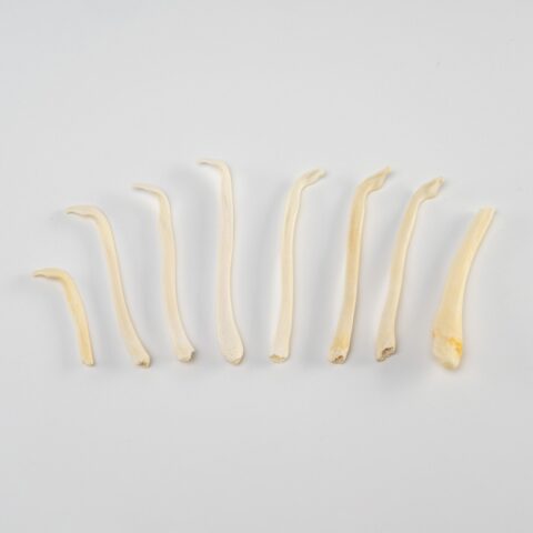 Real Bag-O-Baculum