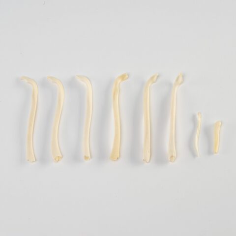 Real Bag-O-Baculum