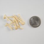 Real Bag-O-Beaver Baculum – Small
