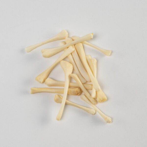 Real Bag-O-Beaver Baculum – Small