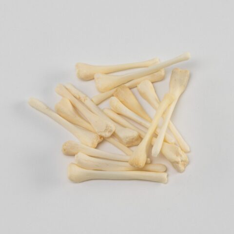 Real Bag-O-Beaver Baculum - Adolescent