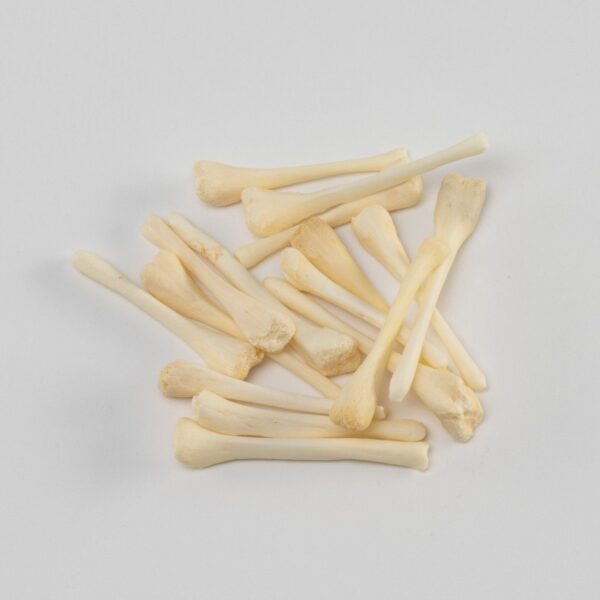 Real Bag-O-Beaver Baculum – Adolescent