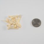 Real Bag-O-Beaver Baculum – Adolescent