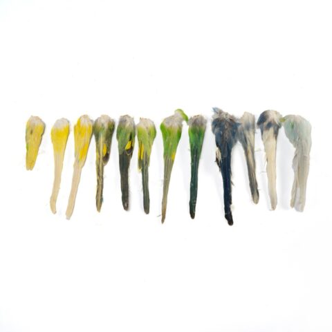 Real Bag-O-Parakeet Tails