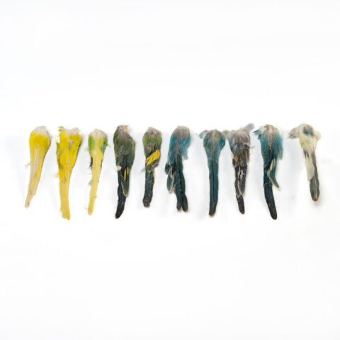 Real Bag-O-Parakeet Tails