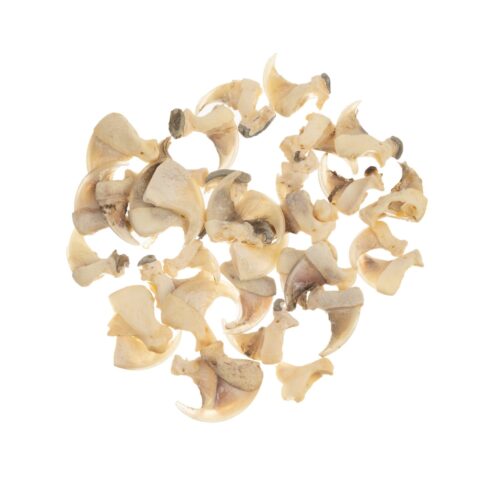 Real Bag-O-Bobcat Claws