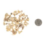 Real Bag-O-Bobcat Claws