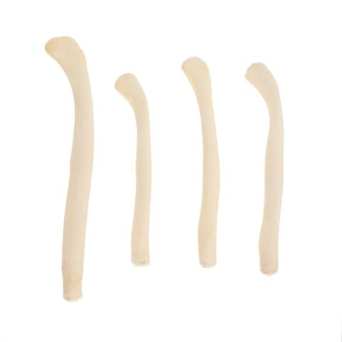 Real Bag-O-River Otter Baculum